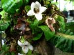 : - Cyrtandra cyaneoides