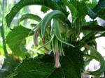 : - Delissea waianaeensis