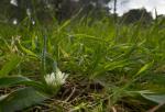 : - Allium chamaemoly