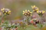 Acker-Schildkraut-Alyssum campestre