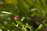 Purpurrotes Labkraut - Asperula purpurea