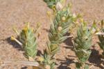 Strand-Kreuzblatt - Crucianella maritima