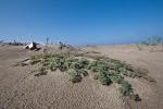 Strand-Wolfsmilch-Euphorbia peplis