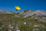 Zottiges Habichtskraut - Hieracium villosum