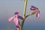 Strand-Levkoje - Matthiola sinuata