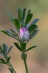 Acker-Hauhechel-Ononis spinosa subsp. procurrens