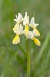 : - Orchis pauciflora