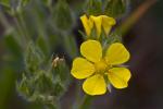 Rauhhaariges Fingerkraut - Potentilla hirta