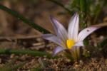 : - Romulea columnae subsp. rollii