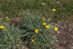 Grasblättriger Hahnenfuß - Ranunculus gramineus