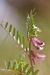 Ungarische Wicke - Vicia pannonica