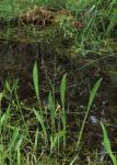 Lanzettblättriger Froschlöffel - Alisma lanceolatum