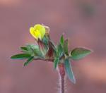 : - Stylosanthes viscosa
