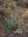 Halbstrauch-Radmelde - Bassia prostrata