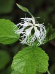 Prachtnelke - Dianthus superbus