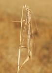 Sommergerste - Hordeum distichon