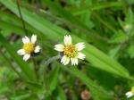 : - Tridax procumbens