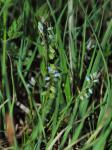 Sumpf-Kreuzblume - Polygala amarella