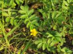 : - Potentilla anserina subsp. anserina