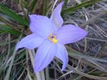 : - Vellozia angustifolia