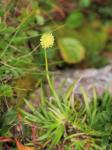Gewöhnliche Simsenlilie - Tofieldia calyculata