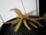 : - Drosera adelae