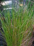 : - Eleocharis erythropoda