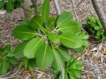 : - Euphorbia haeleeleana