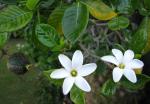 : - Gardenia brighamii