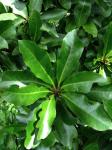 : - Pisonia wagneriana