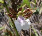 : - Zygopetalum sincoranum