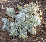 : - Pseudognaphalium sandwicensium var. molokaiense