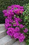 Drillingsblume - Bougainvillea glabra
