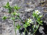 Quendel-Sandkraut - Arenaria serpyllifolia