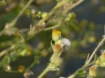 Kukraunda - Blumea lacera