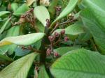 Afrikanischer Milchbaum - Euphorbia umbellata