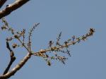Jhingangummi - Lannea coromandelica
