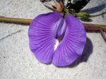 : - Centrosema virginianum
