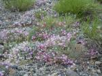 : - Astragalus calycosus