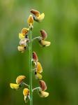 : - Crotalaria lanceolata