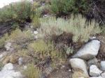 : - Artemisia rothrockii