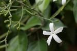 Azoren-Jasmin - Jasminum azoricum