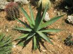 :-Agave aktites