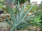 :-Agave datylio