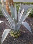 :-Agave beauleriana