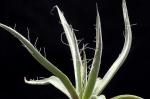 :-Agave schottii
