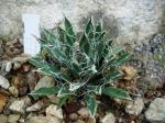 : - Agave toumeyana var. bella