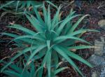: - Agave bracteosa