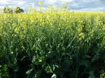 Rübsen-Brassica rapa