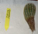 Purple Candle Cactus - Echinocereus pectinatus